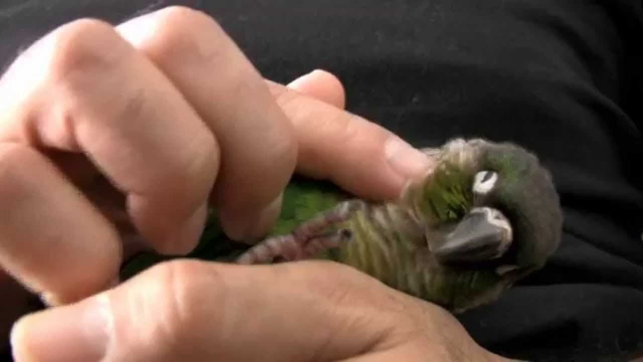 Green Cheek Conure