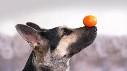 Dogs Eat Mandarin