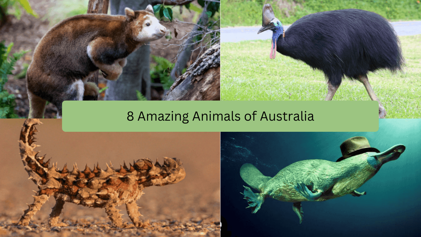 8 Amazing Animals of Australia