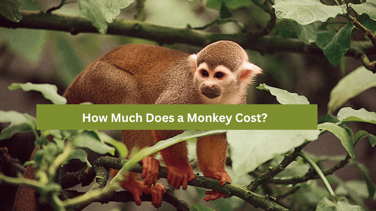 Monkey Cost?
