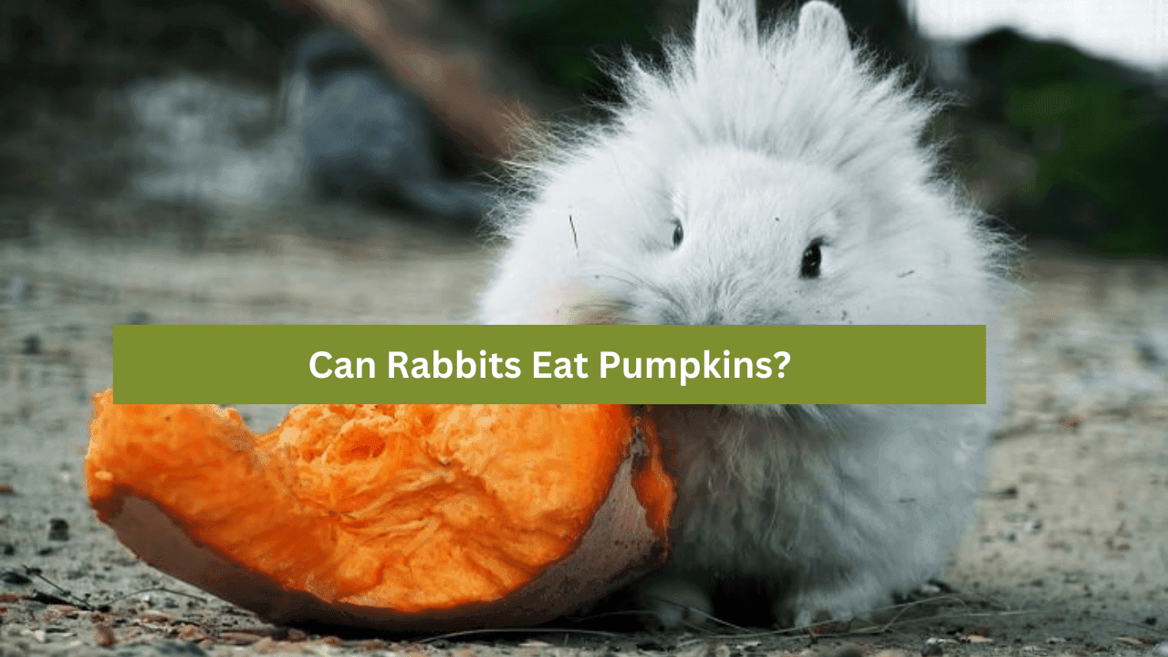 Can Rabbits Eat Pumpkins