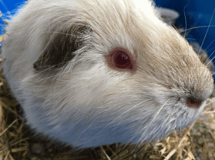 Himalayan Guinea Pig
