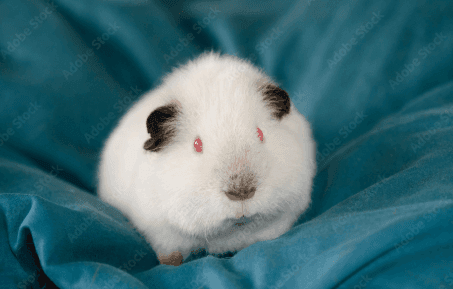 Himalayan Guinea Pig