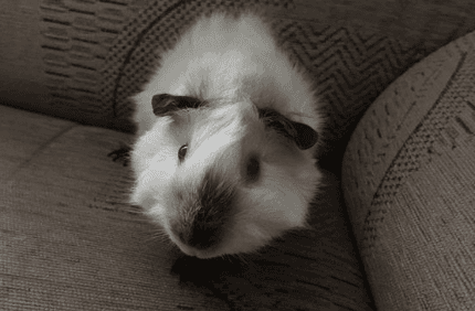 Himalayan Guinea Pig