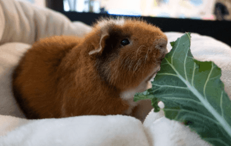 Himalayan Guinea Pig
