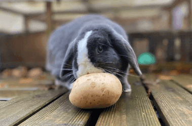 Can Rabbits Eat Potatoes