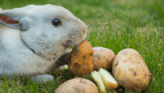 Can Rabbits Eat Potatoes