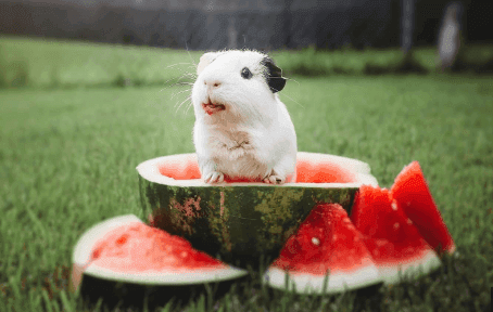 Guinea Pigs Eat Watermelon