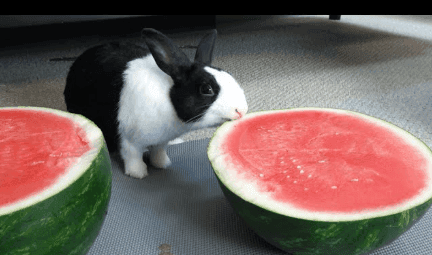 Rabbits Eat Watermelon?