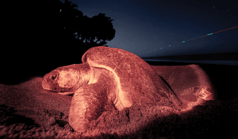 Can Turtles See in the Dark