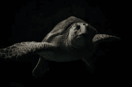Can Turtles See in the Dark