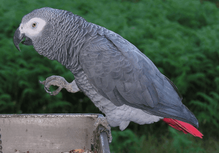 African Grey Parrot Cost?