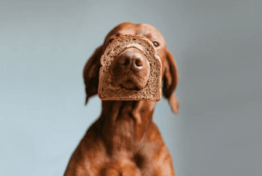 Can Dogs Eat Vegemite?