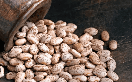 Can Dogs Eat Pinto Beans