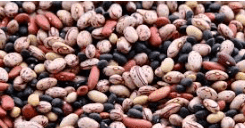 Can Dogs Eat Pinto Beans