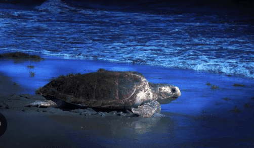 Why Sea Turtles Always Hatch at Night