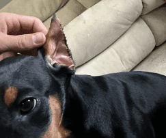 Doberman Ear Cropping
