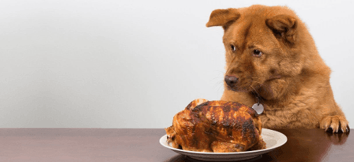 Can Dogs Live on Chicken Alone?