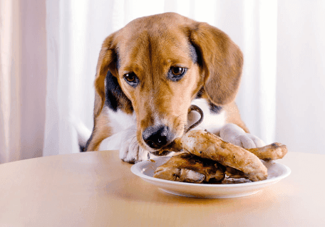 Can Dogs Live on Chicken Alone?