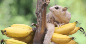 Can Sugar Gliders Eat Bananas?