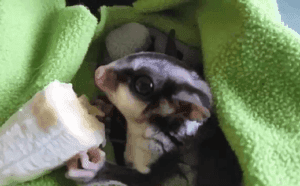Can Sugar Gliders Eat Bananas?