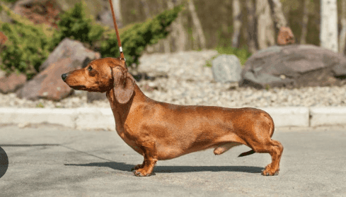 Male Dachshund Names