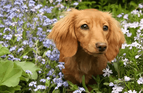 Female Dachshund Names