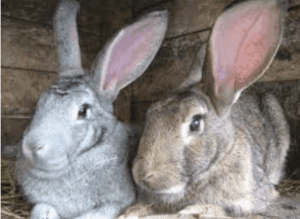 Meat Rabbit Breeds