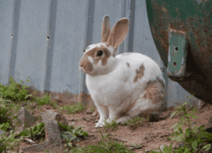 Meat Rabbit Breeds