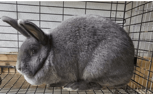 Meat Rabbit Breeds