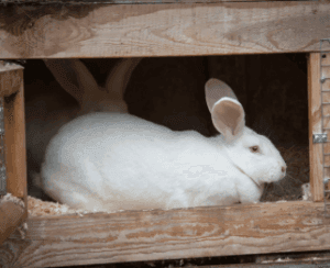 Meat Rabbit Breeds