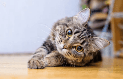 Male Cat Before & After Neutering