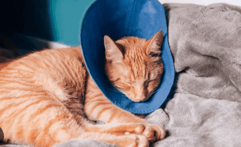 Male Cat Before & After Neutering