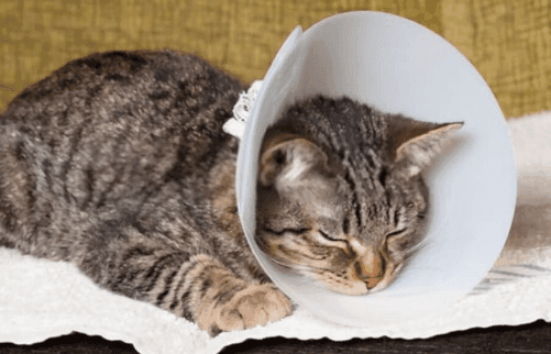 Male Cat Before & After Neutering