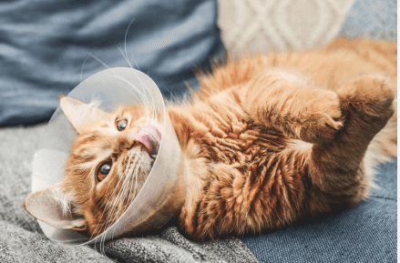 Male Cat Before & After Neutering