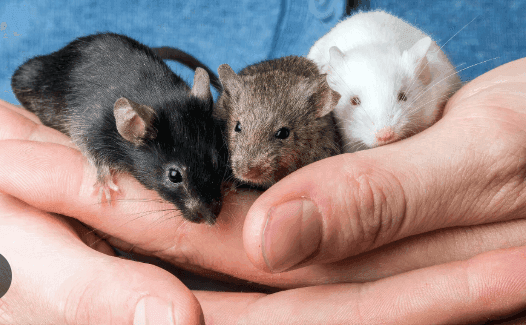 Pet Mice and Rats