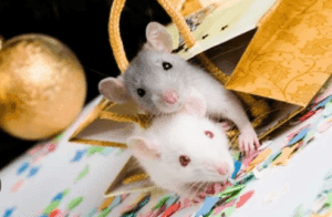 Pet Mice and Rats