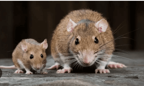 Pet Mice and Rats
