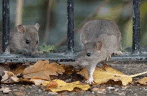 Pet Mice and Rats