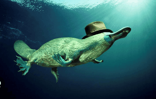 8 Amazing Animals of Australia