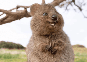8 Amazing Animals of Australia