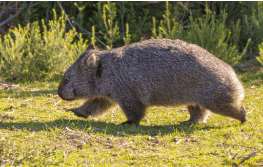 8 Amazing Animals of Australia