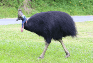 8 Amazing Animals of Australia