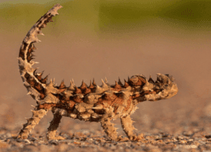 8 Amazing Animals of Australia