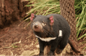 8 Amazing Animals of Australia