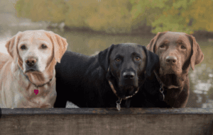 Labrador Retrievers