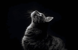 Pet See in the Dark