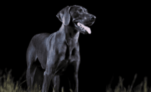 Pet See in the Dark