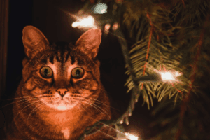 Pet See in the Dark