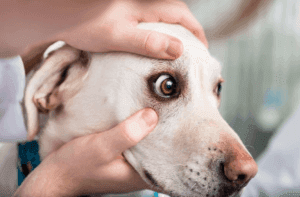 Pet See in the Dark